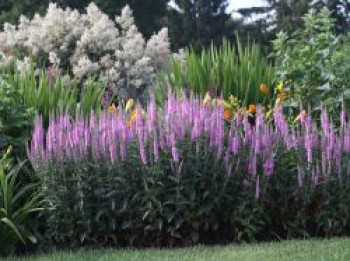 Langblättriger Ehrenpreis &#8218;Pink Damask&#8216;, Veronica longifolia &#8218;Pink Damask&#8216;, Topfware