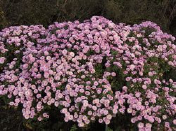 Winteraster &#8218;Mei-kyo&#8216;, Chrysanthemum x hortorum &#8218;Mei-kyo&#8216;, Topfware