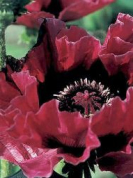 Orientalischer Mohn &#8218;Harlem&#8216; ®, Papaver orientale &#8218;Harlem&#8216; ®, Topfware