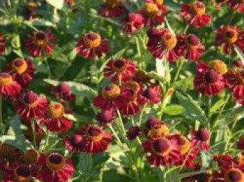 Sonnenbraut &#8218;Ruby Tuesday&#8216; ®, Helenium x cultorum &#8218;Ruby Tuesday&#8216; ®, Topfware