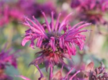 Indianernessel &#8218;Violetta&#8216;, Monarda fistulosa &#8218;Violetta&#8216;, Topfware