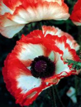 Orientalischer Mohn &#8218;Flamenco&#8216;, Papaver orientale &#8218;Flamenco&#8216;, Topfware