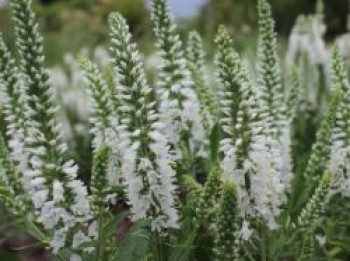 Scheinähriger Ehrenpreis &#8218;Younique Baby White&#8216;, Veronica spicata &#8218;Younique Baby White&#8216;, Topfware