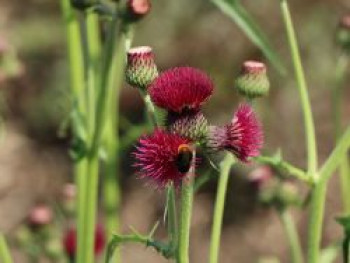 Bach-Kratzdistel &#8218;Atropurpureum&#8216;, Cirsium rivulare &#8218;Atropurpureum&#8216;, Topfware