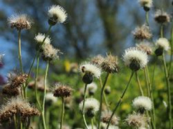 Bach-Kratzdistel 'Frosted Magic', Cirsium rivulare 'Frosted Magic', Topfware