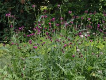 Bach-Kratzdistel &#8218;Trevor&#8217;s Blue Wonder&#8216;, Cirsium rivulare &#8218;Trevor&#8217;s Blue Wonder&#8216;, Topfware