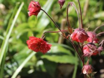 Bach-Nelkenwurz 'Flames of Passion', Geum rivale 'Flames of Passion', Topfware