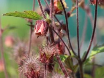 Bach-Nelkenwurz, Geum rivale, Topfware