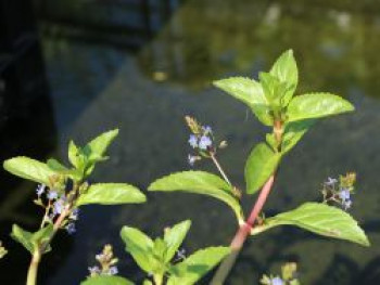 Bachbunge / Bach-Ehrenpreis, Veronica beccabunga, Topfware