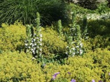 Bärenklau 'Rue Ledan', Acanthus mollis 'Rue Ledan', Topfware