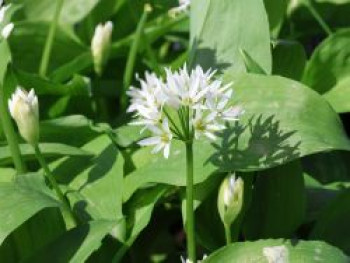 Bärlauch, Allium ursinum, Topfware