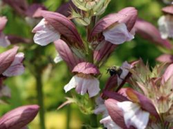 Balkan-Bärenklau &#8218;White Lips&#8216;, Acanthus hungaricus &#8218;White Lips&#8216;, Topfware