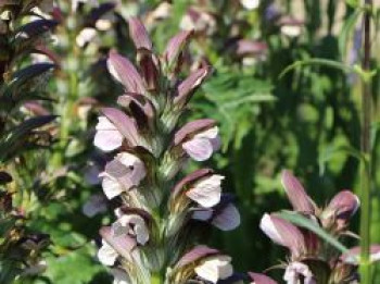 Balkan-Bärentatze, Acanthus hungaricus, Topfware