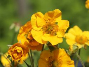 Balkan-Nelkenwurz, Geum x balcanum, Topfware