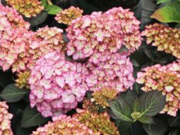 Ballhortensie &#8218;Adula&#8216;, 30-40 cm, Hydrangea macrophylla &#8218;Adula&#8216;, Containerware