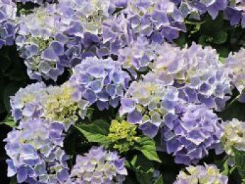 Ballhortensie 'Ankong' (Blau), 20-30 cm, Hydrangea macrophylla 'Ankong' (Blau), Containerware