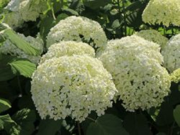 Ballhortensie &#8218;Annabelle&#8216;, 10-20 cm, Hydrangea arborescens &#8218;Annabelle&#8216;, Topfware