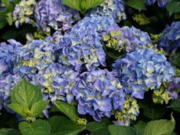 Ballhortensie 'Early Blue', 20-30 cm, Hydrangea macrophylla 'Early Blue', Containerware