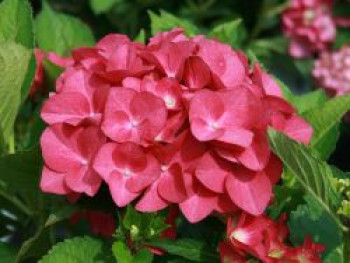 Ballhortensie &#8218;Hot Red&#8216;, 20-30 cm, Hydrangea macrophylla &#8218;Hot Red&#8216;, Containerware