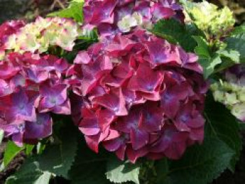 Ballhortensie 'Hot Red Purple', 30-40 cm, Hydrangea macrophylla 'Hot Red Purple', Containerware