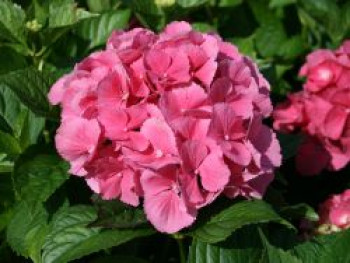 Ballhortensie &#8218;Masja&#8216; / &#8218;Sibilla&#8216; (rot), 30-40 cm, Hydrangea macrophylla &#8218;Masja&#8216; / &#8218;Sibilla&#8216; (rot), Containerware