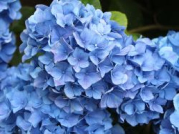 Ballhortensie &#8218;Mathilde Gütges&#8216; (blau), 30-40 cm, Hydrangea macrophylla &#8218;Mathilde Gütges&#8216; (blau), Containerware