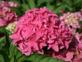 Ballhortensie &#8218;Tovelit&#8216;, 20-30 cm, Hydrangea macrophylla &#8218;Tovelit&#8216;, Containerware