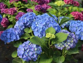 Ballhortensie &#8218;Bela&#8216; ®, 30-40 cm, Hydrangea macrophylla &#8218;Bela&#8216; ®, Containerware