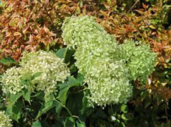 Ballhortensie &#8218;Bella Ragazza ® Limetta&#8216;, Hydrangea arborescens &#8218;Bella Ragazza ® Limetta&#8216;, Containerware