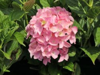 Ballhortensie 'Belle Seduction', 30-40 cm, Hydrangea macrophylla 'Belle Seduction', Containerware