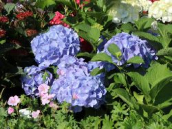 Ballhortensie &#8218;Bodensee&#8216;, 30-40 cm, Hydrangea macrophylla &#8218;Bodensee&#8216;, Containerware