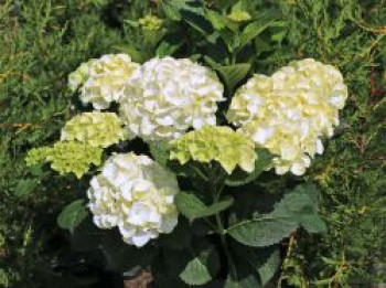 Ballhortensie &#8218;Caipirinha&#8216; ®, 30-40 cm, Hydrangea macrophylla &#8218;Caipirinha&#8216; ®, Containerware