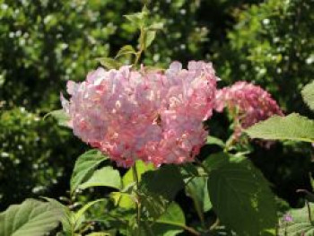 Ballhortensie Candybelle ® &#8218;Bubblegum&#8216;, 20-30 cm, Hydrangea arborescens Candybelle ® &#8218;Bubblegum&#8216;, Containerware