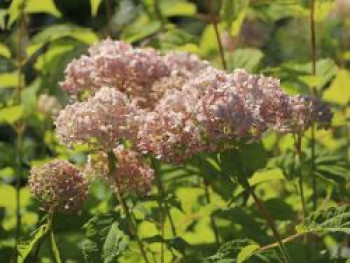 Ballhortensie Candybelle ® &#8218;Marshmallow&#8216;, Hydrangea arborescens Candybelle ® &#8218;Marshmallow&#8216;, Containerware