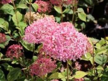 Ballhortensie Candybelle ® 'Sorbet', 40-60 cm, Hydrangea arborescens Candybelle ® 'Sorbet', Containerware