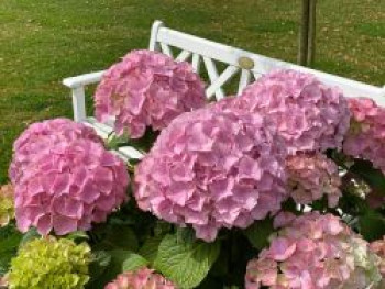 Ballhortensie &#8218;Dolly Buster&#8216; ®, Hydrangea macrophylla &#8218;Dolly Buster&#8216; ®, Containerware