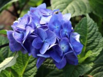 Ballhortensie Endless Summer ® 'BloomStar' ® (Blau), 25-30 cm, Hydrangea macrophylla Endless Summer ® 'BloomStar' ® (Blau), Containerware