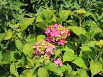 Ballhortensie Endless Summer ® &#8218;Summer Love&#8216; ®, Hydrangea macrophylla Endless Summer ® &#8218;Summer Love&#8216; ®, Containerware