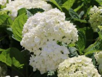 Ballhortensie Endless Summer ® &#8218;The Bride&#8216;, 20-30 cm, Hydrangea macrophylla Endless Summer ® &#8218;The Bride&#8216;, Containerware