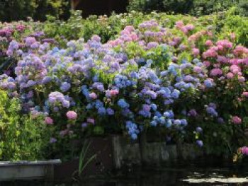 Ballhortensie Endless Summer ® 'The Original' (Blau), 25-30 cm, Hydrangea macrophylla Endless Summer ® 'The Original' (Blau), Containerware