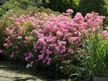 Ballhortensie Endless Summer ® 'The Original' (Rosa), 20-30 cm, Hydrangea macrophylla Endless Summer ® 'The Original' (Rosa), Containerware