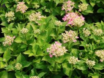 Ballhortensie 'Forever & Ever ® Hortbux ® Rosa / Blau', 20-40 cm, Hydrangea macrophylla 'Forever & Ever ® Hortbux ® Rosa / Blau', Containerware