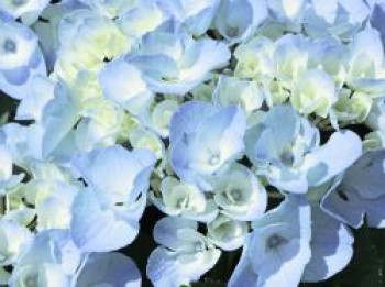 Ballhortensie &#8218;Generale Vicomtesse de Vibraye&#8216;, 30-40 cm, Hydrangea macrophylla &#8218;Generale Vicomtesse de Vibraye&#8216;, Containerware