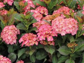 Ballhortensie &#8218;Gräfin Cosel&#8216;, 30-40 cm, Hydrangea macrophylla &#8218;Gräfin Cosel&#8216;, Containerware