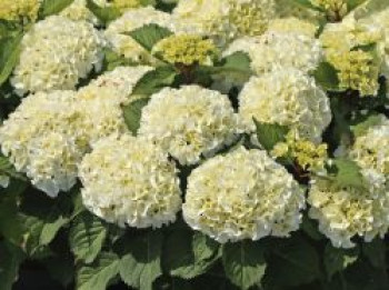 Ballhortensie 'Ice Boy', 30-40 cm, Hydrangea macrophylla 'Ice Boy', Containerware