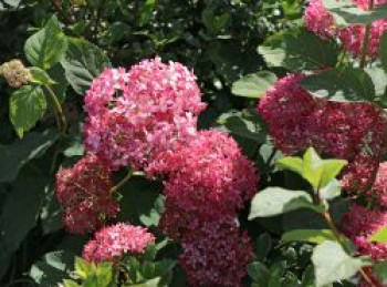 Ballhortensie Proven Winners ® &#8218;Invincibelle Spirit&#8216; ® / &#8218;Pink Annabelle&#8216; ®, 25-30 cm, Hydrangea arborescens Proven Winners ® &#8218;Invincibelle Spirit&#8216; ® / &#8218;Pink Annabelle&#8216; ®, Containerware