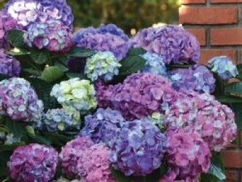 Ballhortensie &#8218;L.A. Dreamin&#8216; ®, Hydrangea macrophylla &#8218;L.A. Dreamin&#8216; ®, Topfware