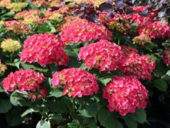 Ballhortensie &#8218;Leuchtfeuer&#8216;, 30-40 cm, Hydrangea macrophylla &#8218;Leuchtfeuer&#8216;, Containerware