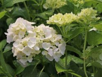 Ballhortensie &#8218;Madame E. Moulliere&#8216;, 30-40 cm, Hydrangea macrophylla &#8218;Madame E. Moulliere&#8216;, Containerware