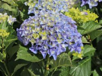 Ballhortensie 'Marine' blau, 30-40 cm, Hydrangea macrophylla 'Marine' blau, Containerware